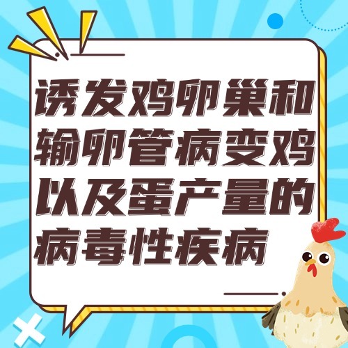 诱发鸡卵巢和输卵管病变鸡以及蛋产量的病毒性疾病