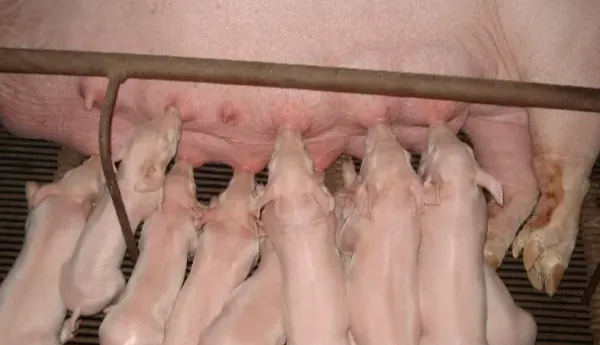 冬季保育仔猪的饲养需要注意以下几点：