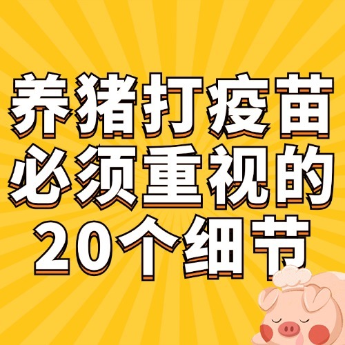 养猪打疫苗必须重视的20个细节