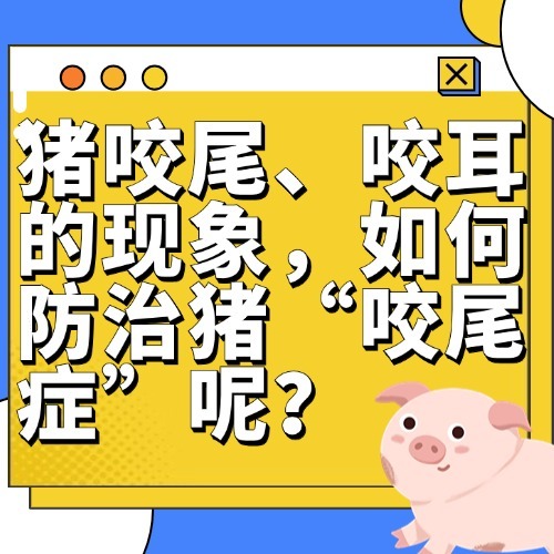 猪咬尾、咬耳的现象，如何防治猪“咬尾症”呢？