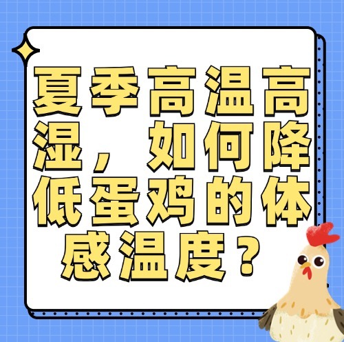 夏季高温高湿，如何降低蛋鸡的体感温度？