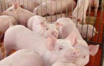 牧原股份：生猪价波动，后市或小幅波动