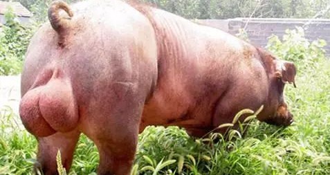 有效管理公猪，猪场才能稳步发展！