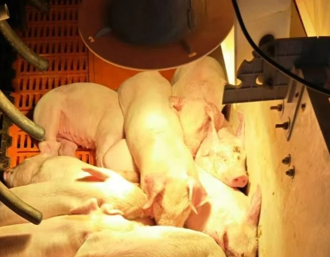 规模猪场发生一次PED损失究竟有多大？