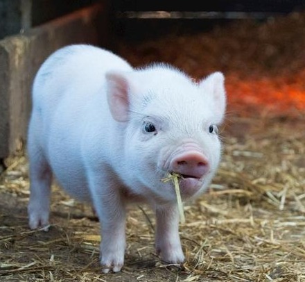 注意！决定猪价走向重大信号出现！附明日11.6全国猪价