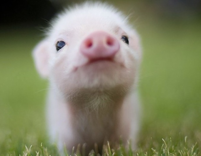 猪价有变！【明天猪价】11月7日全国猪价涨跌表！