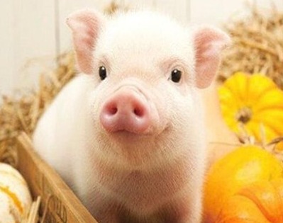 “大跌必有大涨”！11月猪价大预测！养猪人一定要看！