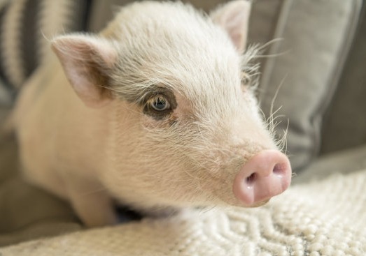 一夜“突袭”，10地猪价上涨，接下来又是一波大涨！