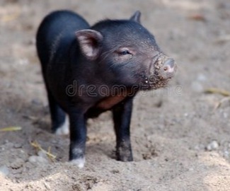 猪肉需求增强，预计2024猪价继续弱势震荡为主！