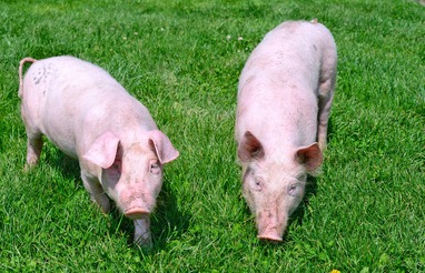 最新消息！11月猪价真的要完蛋吗？