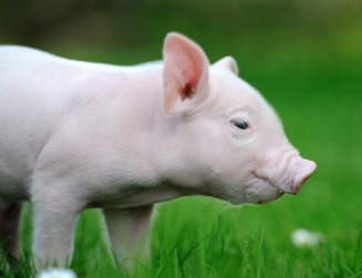 大北农10月生猪销售收入达12.95亿