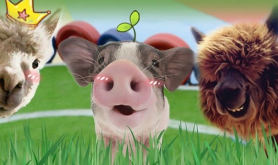 生猪：出栏增量 猪价预计承压 15000-15800