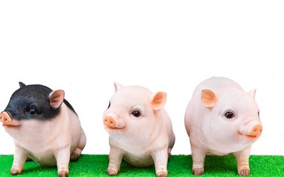 【明日猪价】出栏加速！猪价下跌谁的错？附11.7日全国猪价