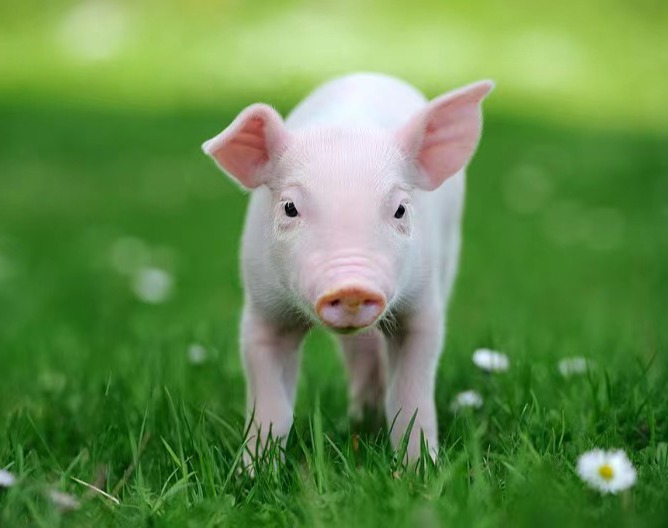 育肥猪体表苍白的原因分析及防控