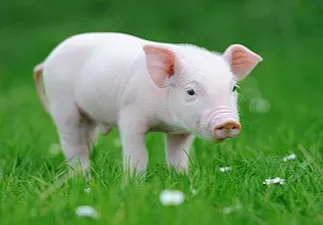 猪料、蛋料持续下降、肉禽饲料产量创5年新高、反刍动物饲料下降幅度最大 || 2024年前三季度全国饲