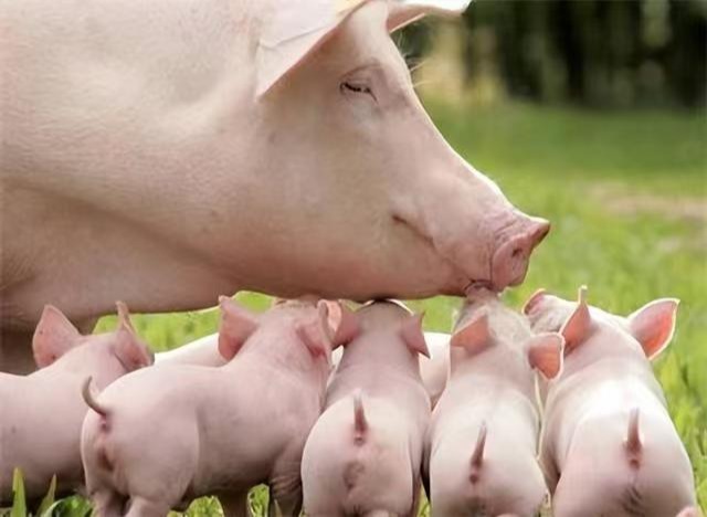 五步十三法,母猪繁殖改善方法精简版