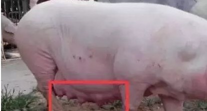 别被母猪的假妊娠骗了你的眼睛！
