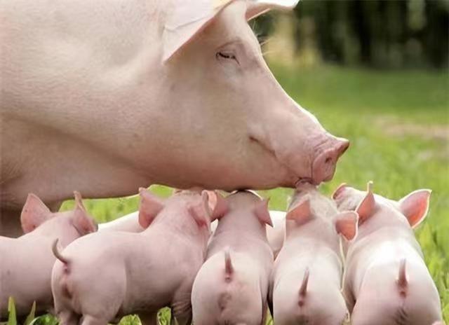 猪场常见疾病的诊断