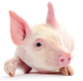 3大猪价真相！真实猪价行情分析！句句扎心！