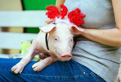 羽绒服涨价，竟然和猪肉有关