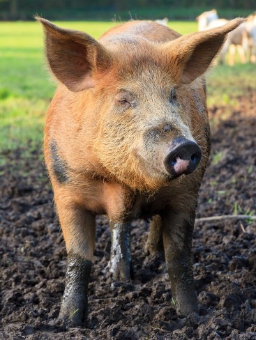 特朗普上台对养猪业的2大影响？