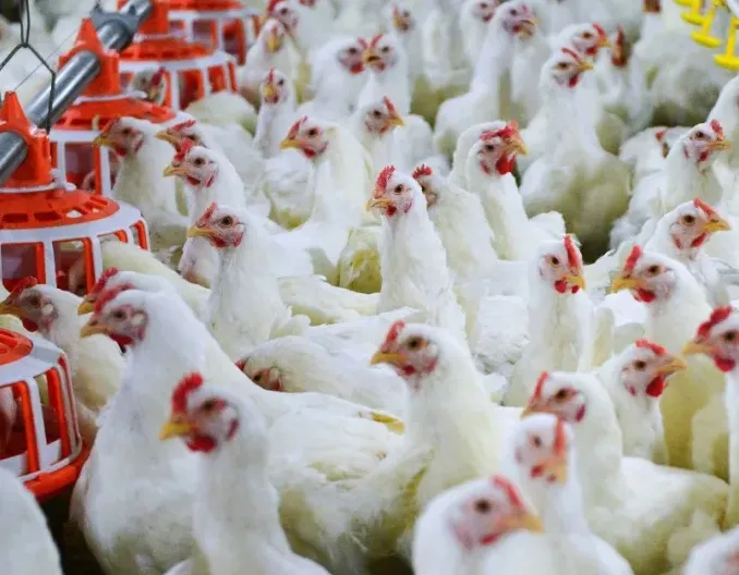 换季期间饲养肉鸡应该注意什么？