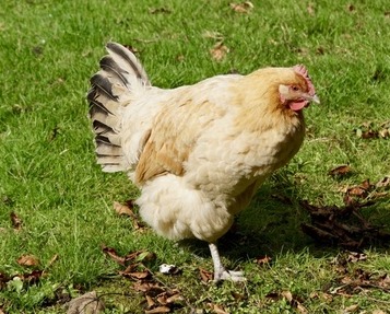 史上最全的家禽病变诊断图谱