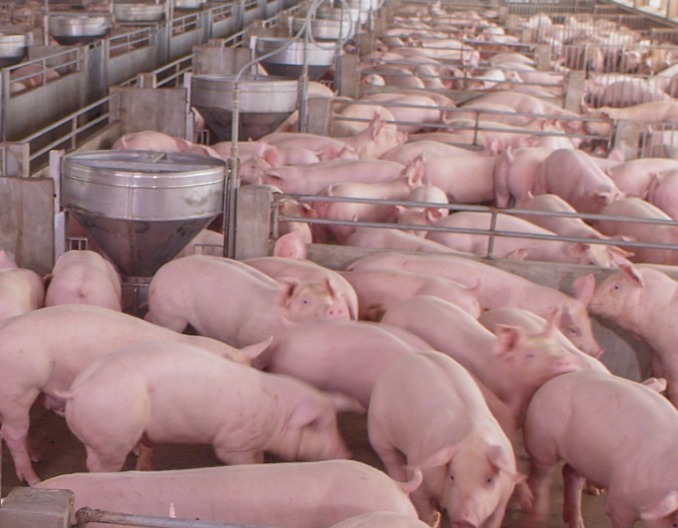 冬季猪难养，冬天怎么喂猪才长得快？