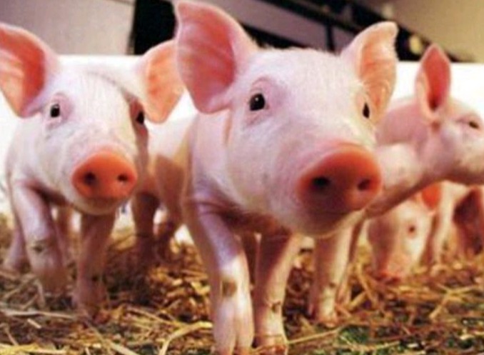 养育育肥猪要掌握这几个技巧