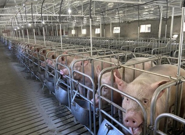 怎么才能让猪少生病