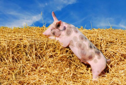 猪价下跌“猛抬头”！附：11月15日猪价