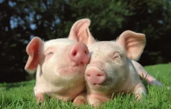 猪场常用生石灰、火碱消毒怎样才有效？