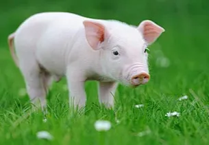 谨防冬春季猪腹泻新病原