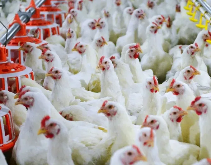 肉鸡养殖成本与利润概算分析 (建议收藏)