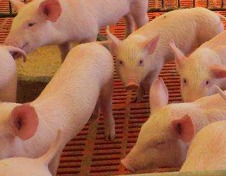 农产品 | 油间价差仍然较大 棕榈油、菜油供应偏紧逻辑依然存在