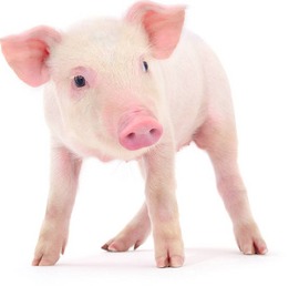 猪价待涨！【明天猪价】11月19日全国猪价涨跌表！