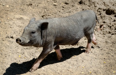 猪价上涨，靠2024的腌腊还有希望吗？调研结果公布！