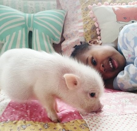 世界各国养猪成本解析：饲料占68.65%，折旧与财务占比12.46%，人工仅占6.51%！