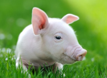 一夜“逆转”，猪价下跌“踩刹车”！附：11月18日猪价