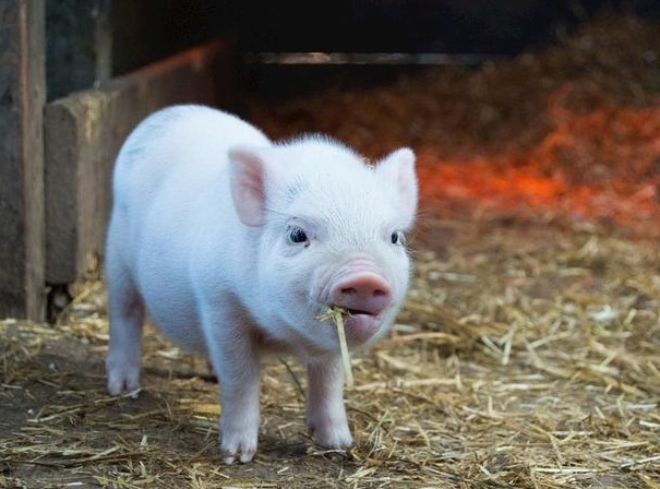 猪价上涨“势在必行”？