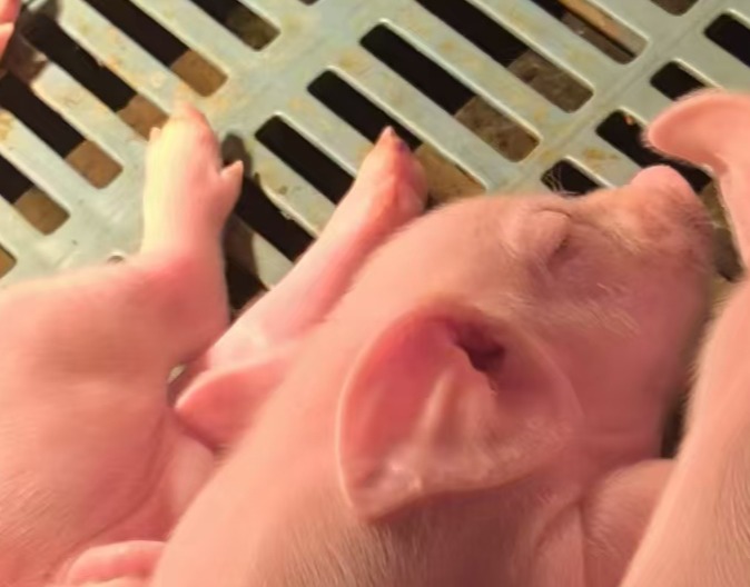 母猪推迟分娩到底与蓝耳儿等有没有关系？原因综合分析及处理措施汇总