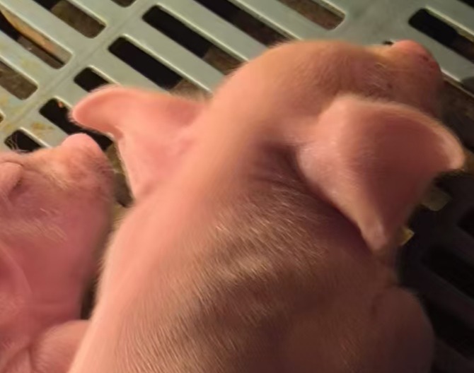 为什么红线下，仍然造假不断？如何鉴别假兽药？