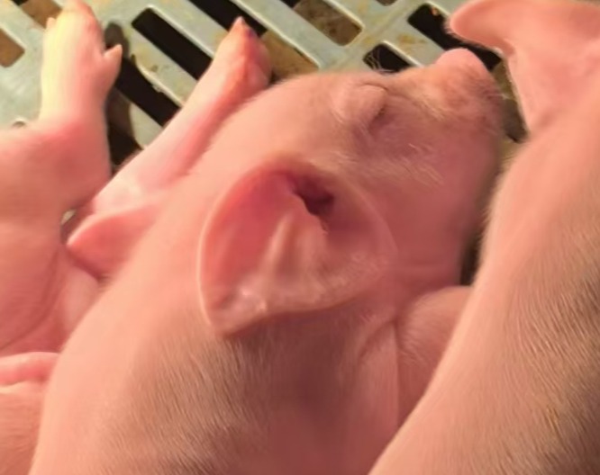 便秘 产程过长 无乳 生殖感染 不发氢---母猪饲养的五大顽疾及解决方案