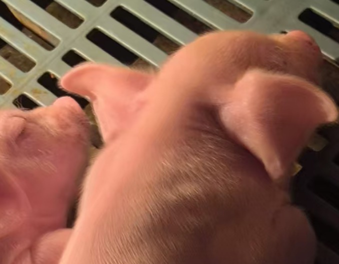 天气骤变 猪场预防仔猪腹泻和中大猪感冒......