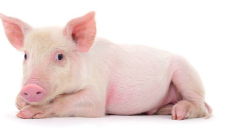 猪价有涨！【明天猪价】11月21日全国猪价涨跌表！