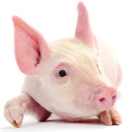 想卖小猪，却要先涨价！这到底是啥套路？