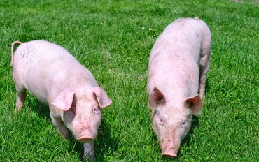 【明天猪价】猪价有利好，短期有上涨！