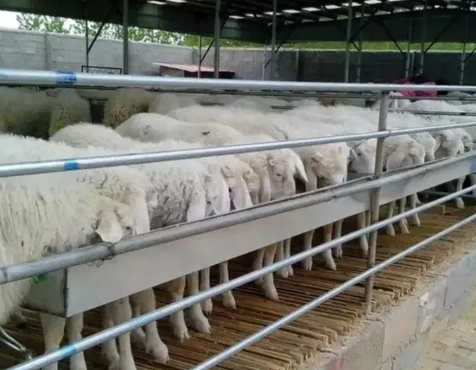 我国肉羊产业，将发生十大转变！