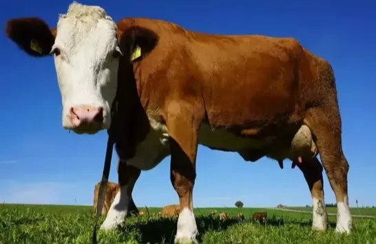 冬季养牛防“三病”，牛群健康效益翻倍