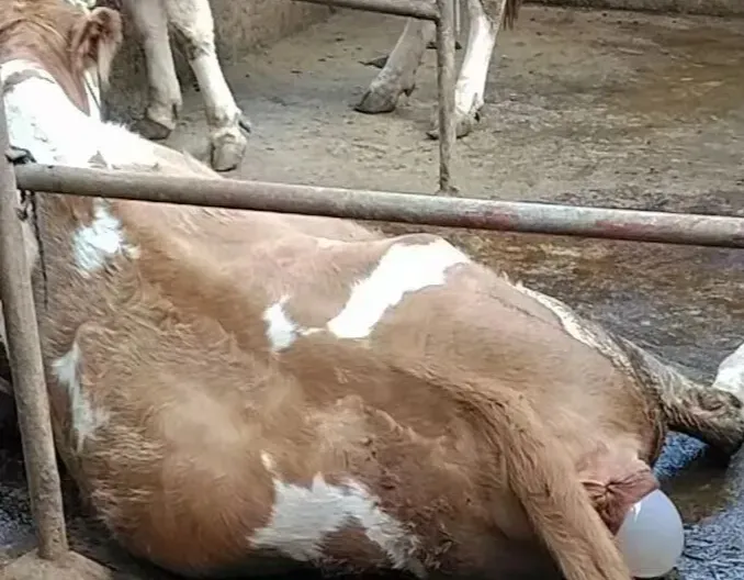 母牛产犊，三不拽！不能不听